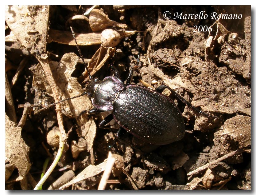 Carabus famini, prezioso endemismo siciliano